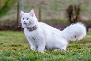 Les 5 meilleurs colliers traceurs GPS pour chats