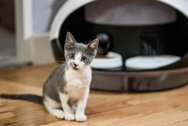 Quel est le meilleur distributeur de nourriture automatique pour chats
